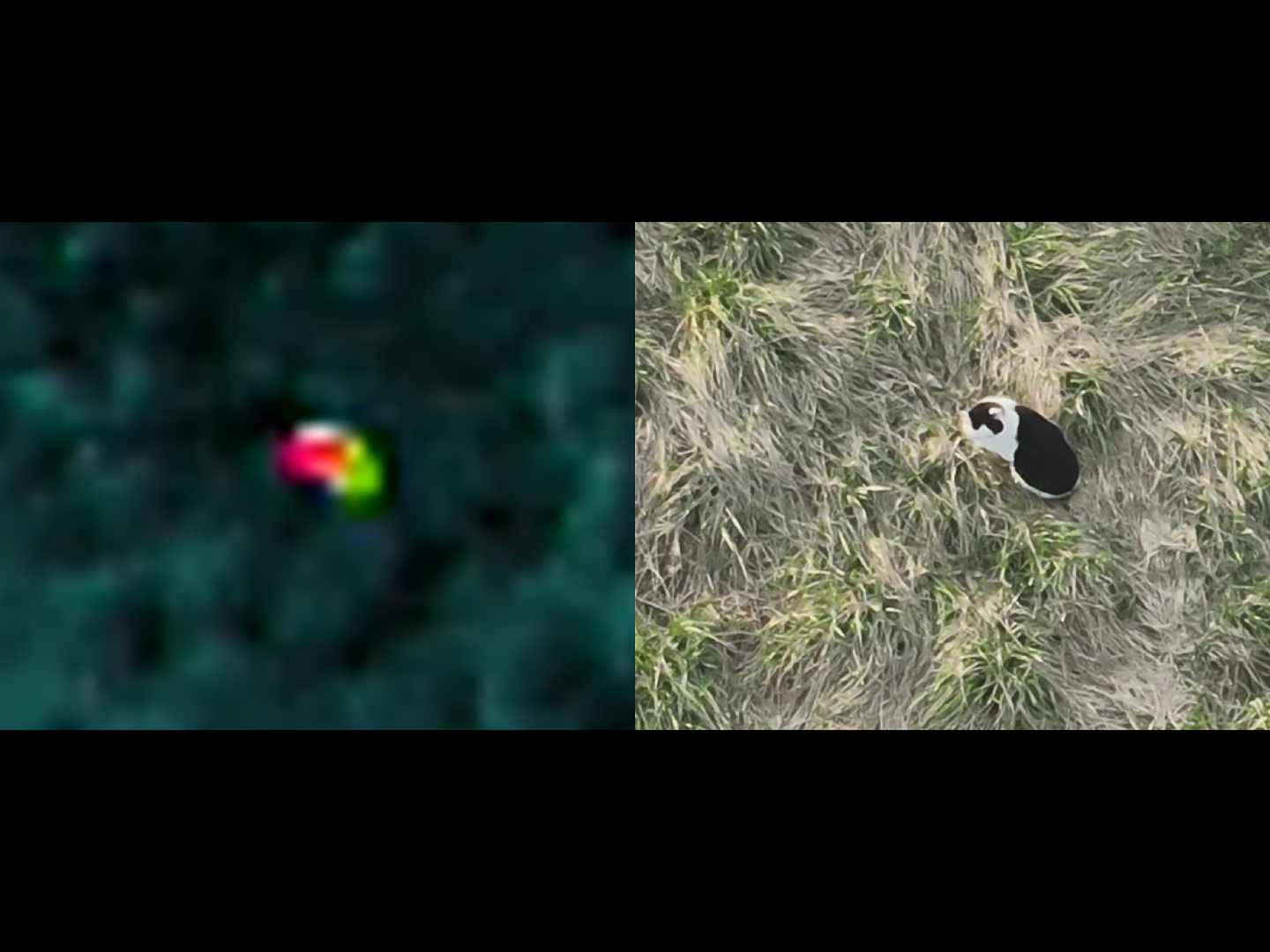 Thermal and visual split-screen showing a cat detected by drone in Central Pennsylvania